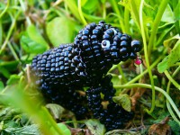 Flat coated retriever-plochosrstý retríver