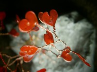 /album/predane1/p5112294-jpg/